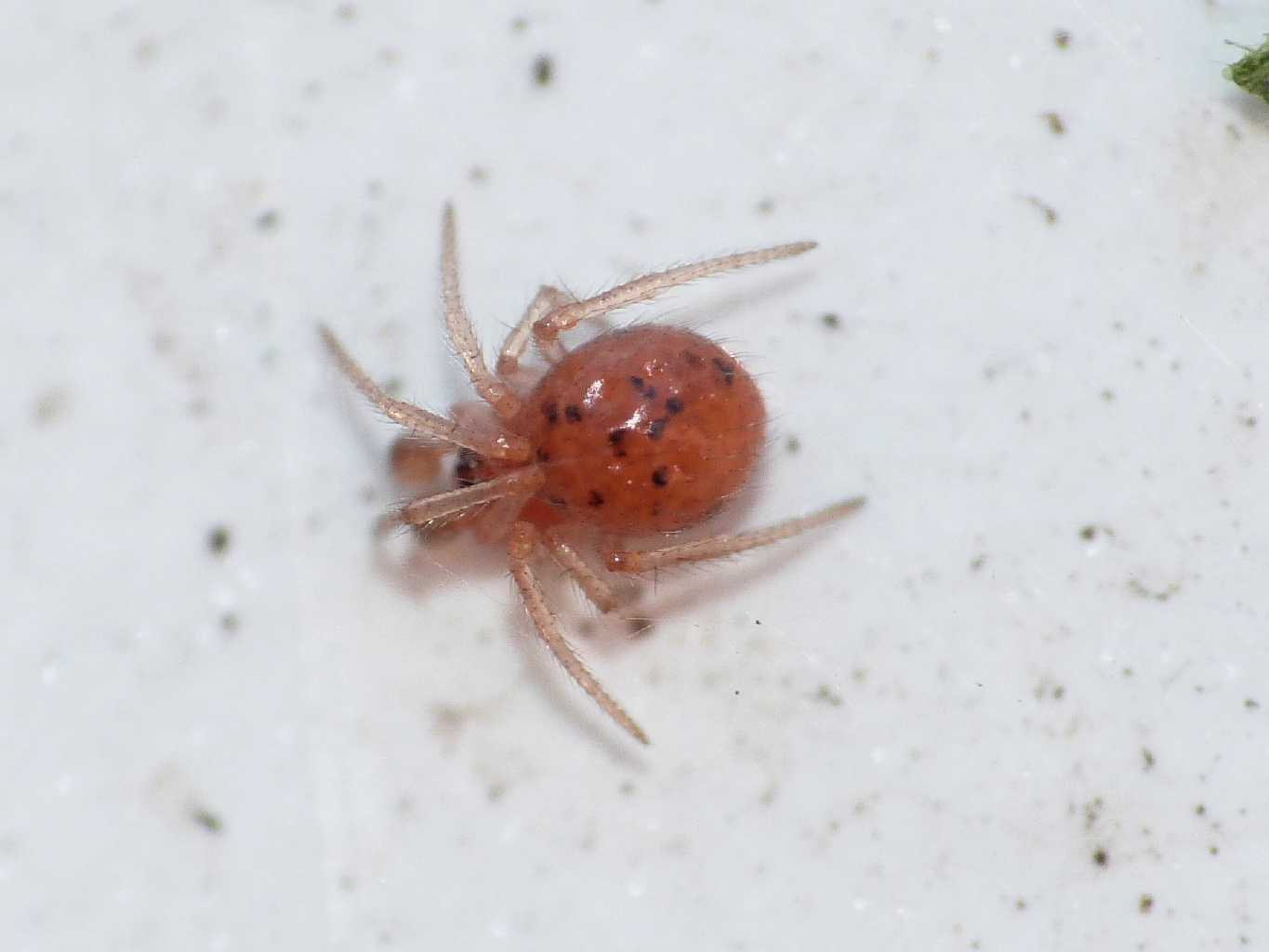 Theridiidae  - Torrimpietra (RM)
